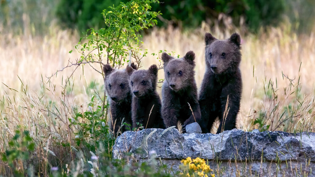 four brown bear cubs stand on a rock, looking into the distance.