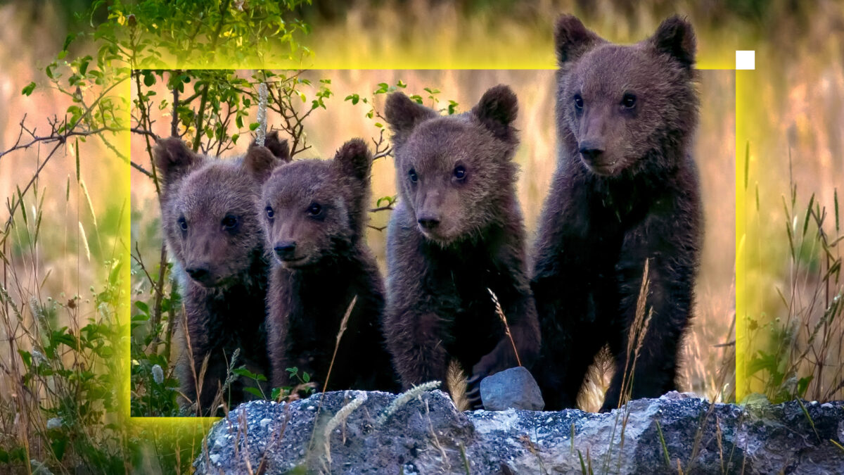 four brown bear cubs stand on a rock, looking into the distance.